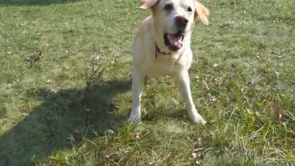 Hondenras labrador retriever zit op het groene gras en blaffen. Opleiding van huisdieren. Close-up - Video