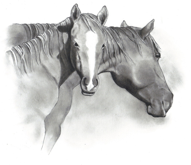 馬と子馬の図面 - 写真・画像