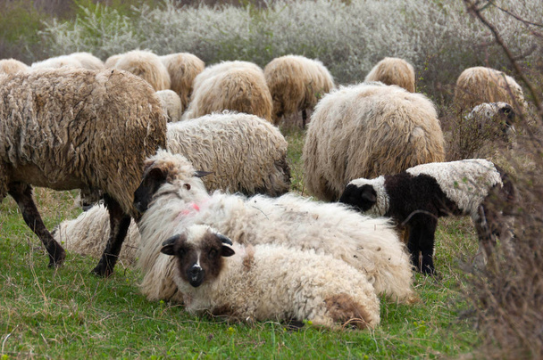 Вівці та ягнята на пасовищі
 - Фото, зображення