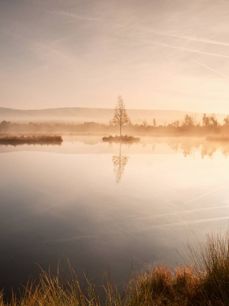 Fioletowy rano ze spokojnej wody, bagniste jezioro - Zdjęcie, obraz