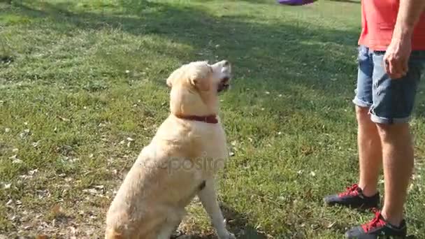 Man throwing stick or toy for animal for his dogs. Labrador or golden retriever going to fetch wooden stick. Male owner and his domestic animal playing outdoor at nature in summer. Close up - Záběry, video