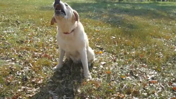 緑の芝生と吠える犬種ラブラドル ・ レトリーバー犬が座っています。家畜のトレーニング。クローズ アップ - 映像、動画
