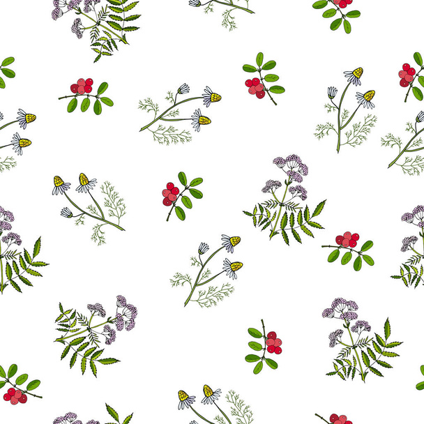 Seamless pattern with hand drawn medicinal plants - Wektor, obraz