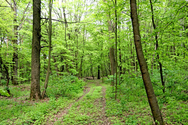 live trees, dead trees in spring, green in spring - Фото, зображення