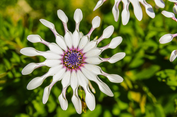 shrubby daisybush also called trailing African daisy - Photo, Image