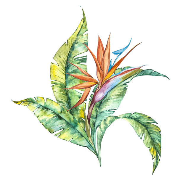 Watercolor isolated illustration of Strelitzia reginae and leaves, tropical flower composition on a white background - Fotó, kép