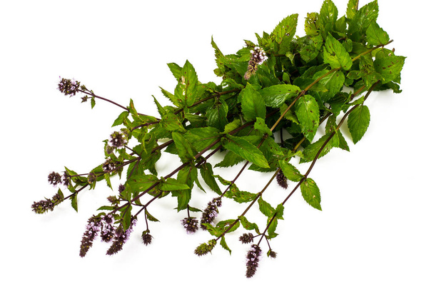 Bunch of fresh branches with oregano flowers - Photo, Image