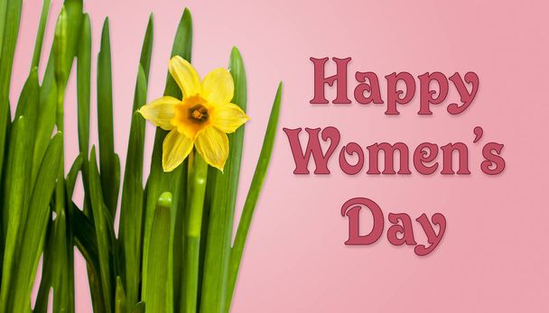 glücklicher Frauentag Hintergrund mit Narzissen - Foto, Bild