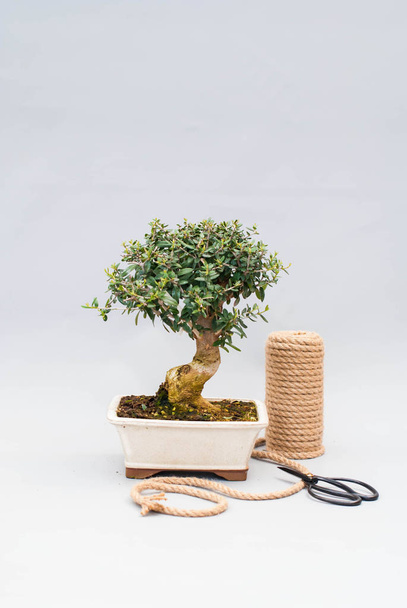 Bonsai on a light gray background with scissors to care for indoor plants. - 写真・画像