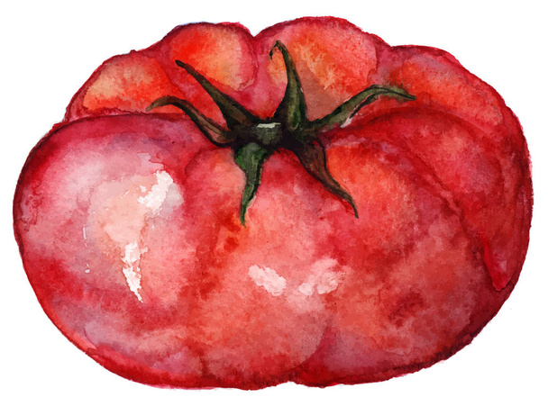 Watercolor red ripe tomato vegetable food isolated vector - Vector, imagen