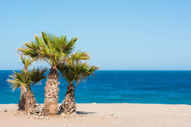 Palm trees on the beach - Valokuva, kuva