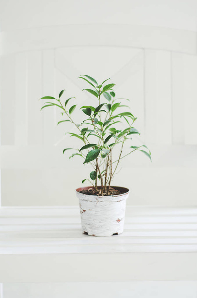 Plant stay at home - Photo, Image