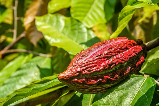 Anbau von Kakaofrüchten  - Foto, Bild