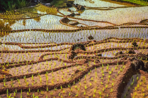 Terrasses de rizières indonésiennes
 - Photo, image