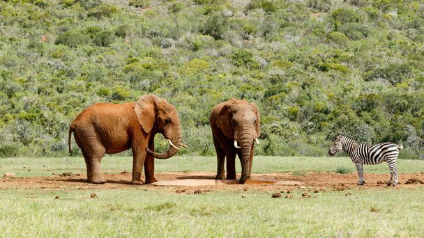 Les éléphants regardent le Zèbre s'approcher du barrage
 - Photo, image
