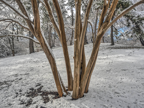 Центральний парк, Нью-Йорк місто зимові - Фото, зображення