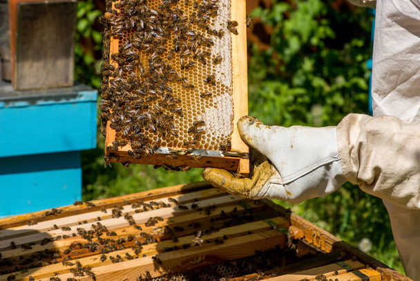  Beekeeper working on his beehives in the garden - Foto, Bild