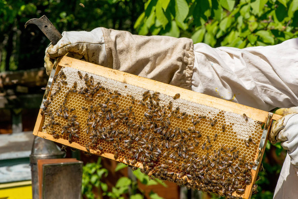  Apiculteur travaillant sur ses ruches dans le jardin
 - Photo, image