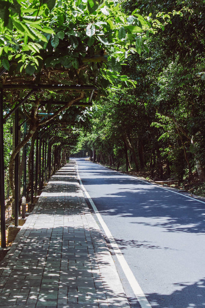 The empty sunny way. The sunny empty road with the green trees.  - Fotó, kép
