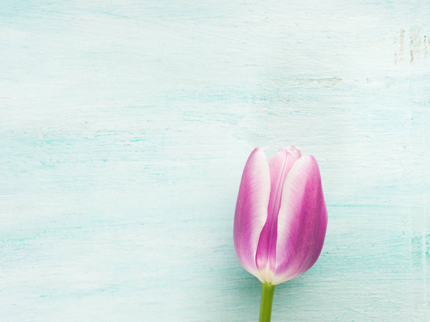 Wiosna Wielkanoc tulip kwiatowy minimalne pastelowych kolorów tła - Zdjęcie, obraz