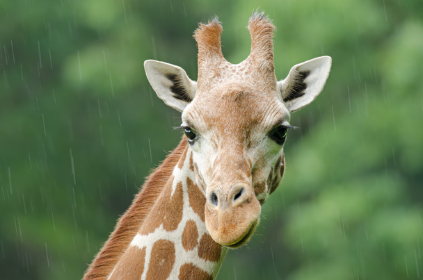 Retrato de jirafa reticulada
 - Foto, imagen