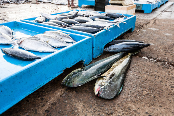 Vismarkt in Sri Lanka. - Foto, afbeelding