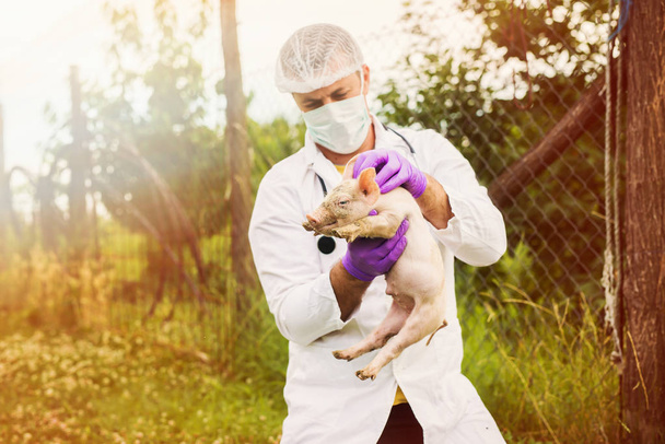 Veterinarian examining little piggy - Photo, Image