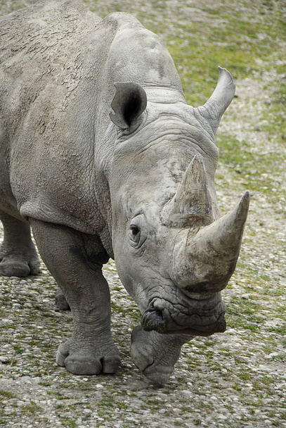 African white rhino at the zoo park - Foto, Imagen