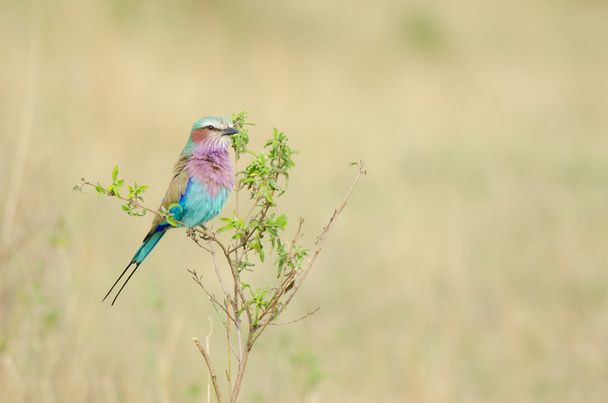 Lilac-breasted Roller - Photo, Image
