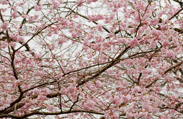 Fleur de cerisier japonais
 - Photo, image