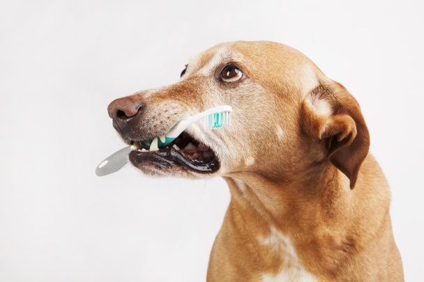 Perro marrón sosteniendo un cepillo de dientes sobre un fondo brillante
.  - Foto, imagen