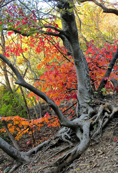 Paisaje con el bosque de otoño. Fuertes raíces grises de árboles viejos
. - Foto, Imagen