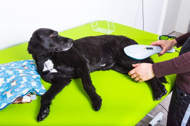 ill dog gets treated in hospital - Foto, Bild