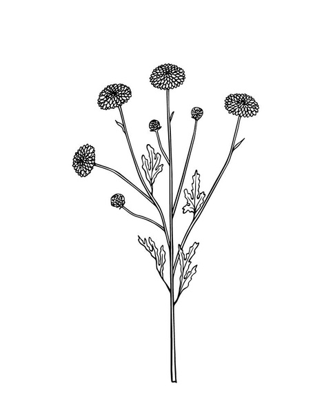 Hand drawn wildflower - Vettoriali, immagini