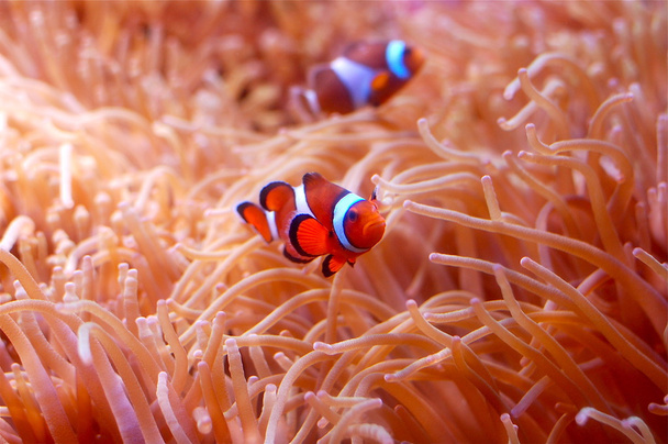 Clownfishes - Fotó, kép