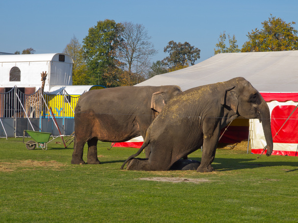 Circus animals are waiting for the show - Photo, Image