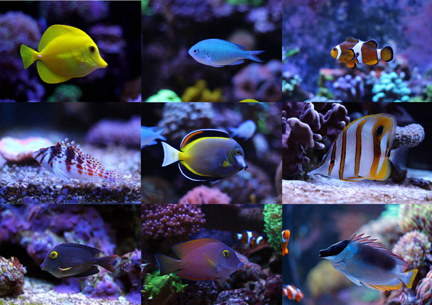 Sada kolekce barevné tropické ryby - Fotografie, Obrázek