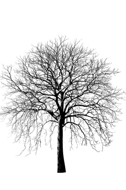 На фото - большое высохшее дерево, изолированное на белом фоне
 - Фото, изображение