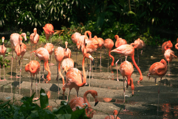 Large group of pink flamingos walking around on the riverside at daytime drinking water. - Photo, Image