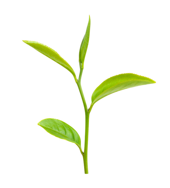 Green tea leaf isolated on white background - Photo, Image