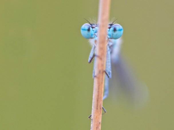 Enallagma cyathigerum společné modrá Motýlice - Fotografie, Obrázek