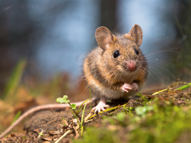 Дикі миша Лісова
 - Фото, зображення