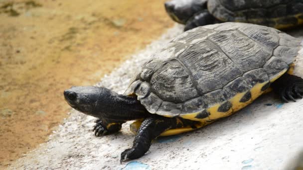 Turtle sunbathing in a side of the river in a zoo moving the neck and head - Filmagem, Vídeo