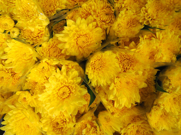 Yellow Chrysanthemum flowers - Φωτογραφία, εικόνα