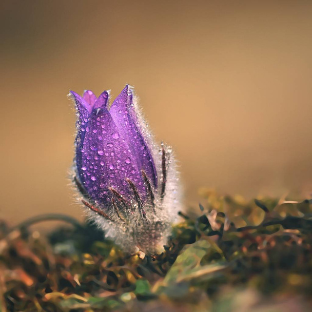 Kevätkukkia. Kauniisti kukkiva paskin kukka ja aurinko, jolla on luonnollinen värillinen tausta. (Pulsatilla grandis)) - Valokuva, kuva