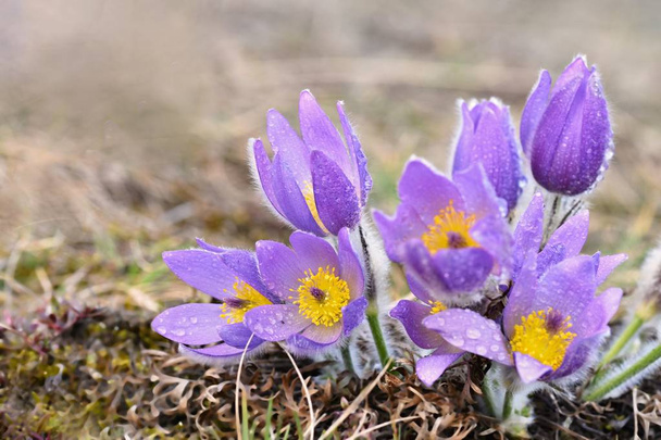 Flores de primavera. Hermosa flor pascual floreciente y sol con un fondo de color natural. (Pulsatilla grandis) - Foto, Imagen