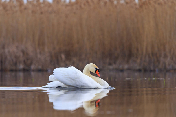White swan in the foggy lake - Photo, Image