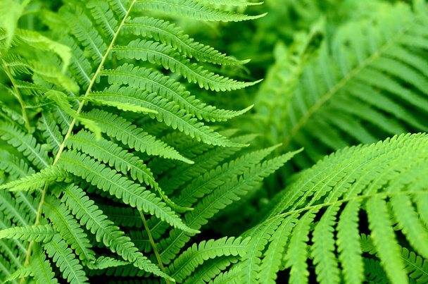 Green Fern Leaves in the Garden - Photo, Image