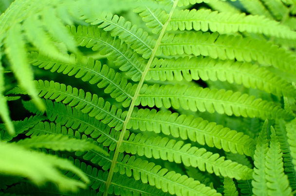 background of green fern leaves - Fotoğraf, Görsel