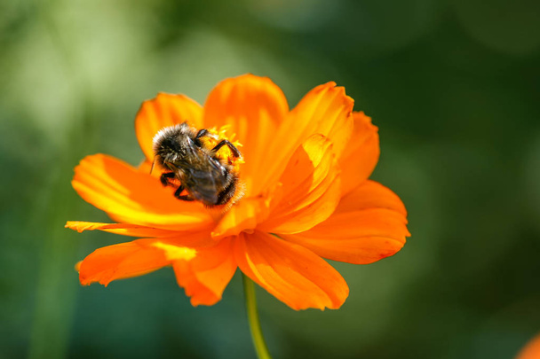 Arancione, campo giallo fiore con un'ape
 - Foto, immagini
